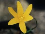 Habranthus flavissima